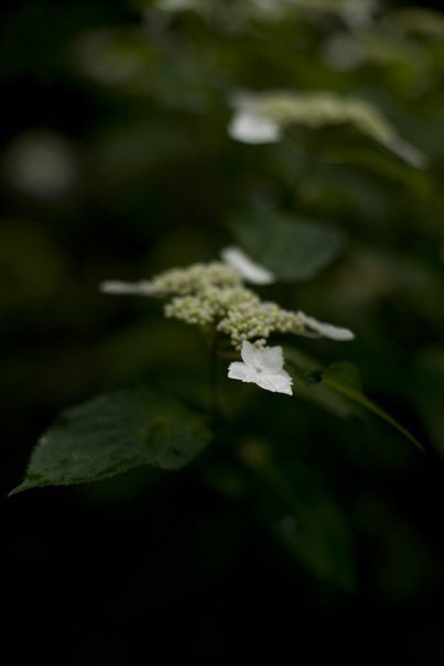 惣河内神社の紫陽花_c0145699_1894074.jpg