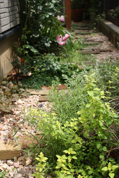 ピンクストリームの2番花・・・*_f0181000_13134453.jpg