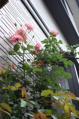 ピンクストリームの2番花・・・*_f0181000_1313549.jpg