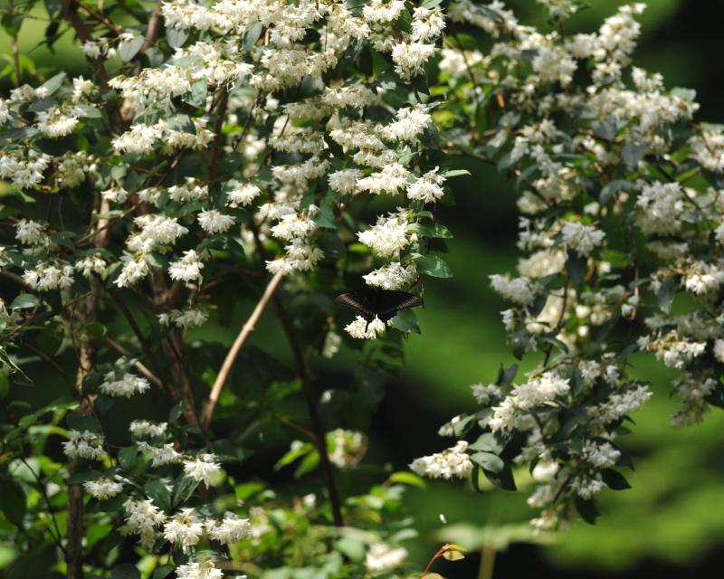 ウツギの花に来たミヤマカラスアゲハ_e0103903_21281223.jpg