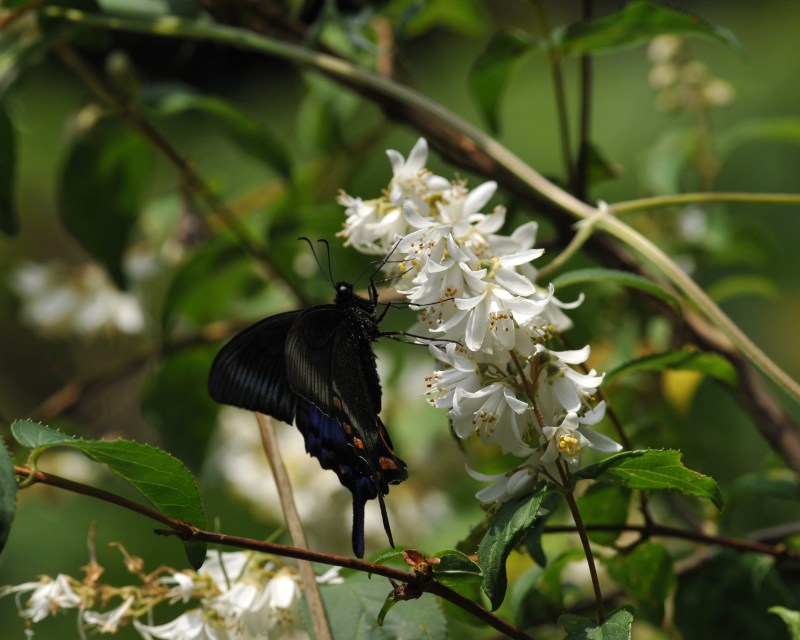 ウツギの花に来たミヤマカラスアゲハ_e0103903_21305069.jpg