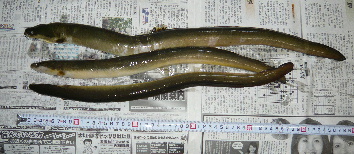 b0137704_21141.jpg