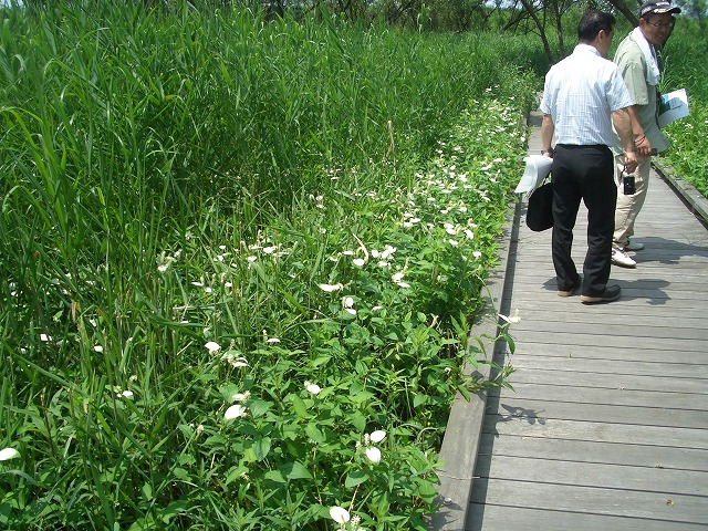 注目の「浮島ヶ原自然公園」を新人議員7名で視察!_f0141310_23314389.jpg