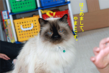 c0143711_1429513.gif