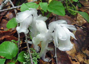 f0232920_13115583.gif