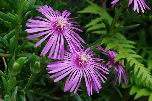 a0048040_10565385.jpg