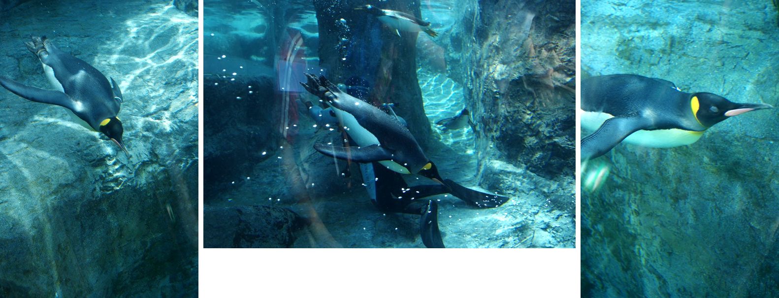 旭山動物園の *空飛ぶペンギン* ・・・北海道旅行２日目の午後_b0075541_1552670.jpg