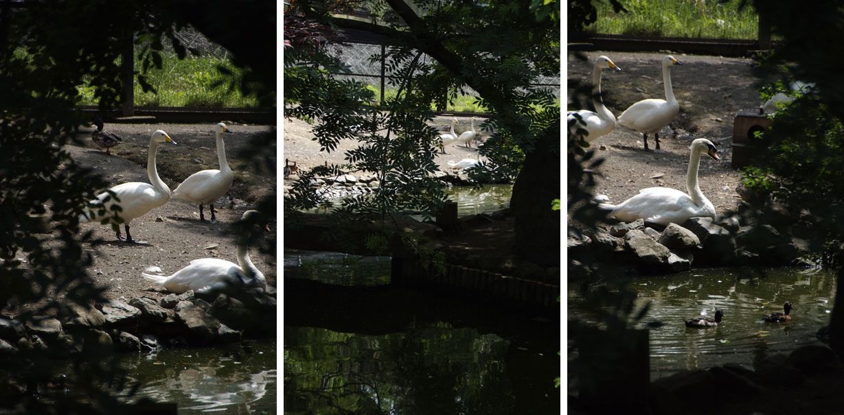 旭山動物園の *空飛ぶペンギン* ・・・北海道旅行２日目の午後_b0075541_2142740.jpg