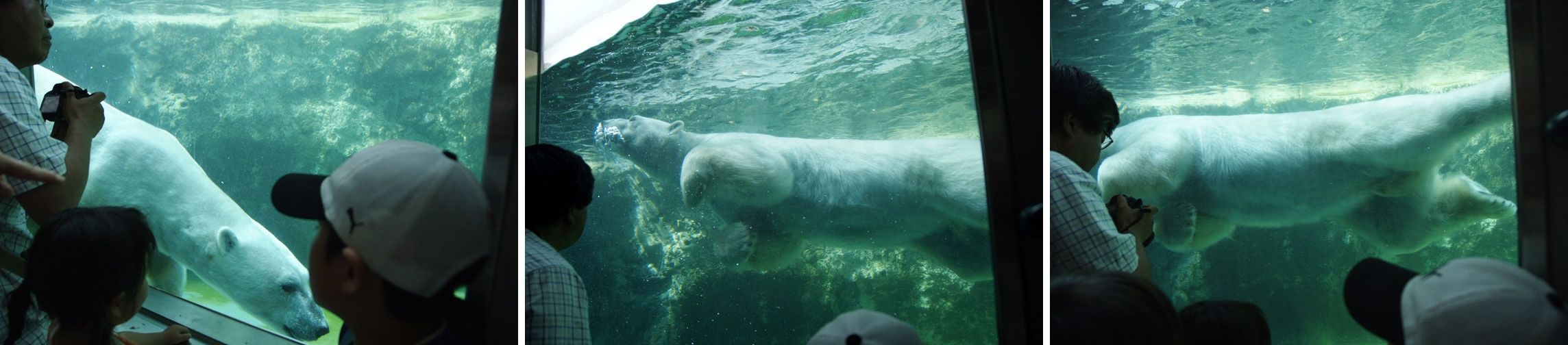 旭山動物園の *空飛ぶペンギン* ・・・北海道旅行２日目の午後_b0075541_325785.jpg