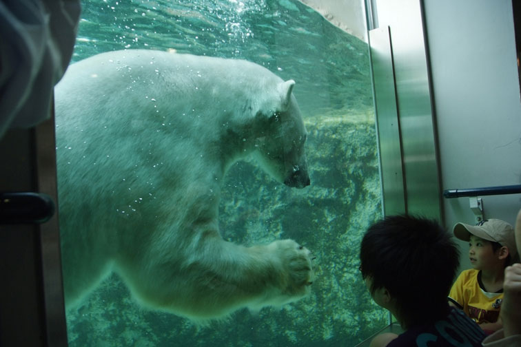 旭山動物園の *空飛ぶペンギン* ・・・北海道旅行２日目の午後_b0075541_328171.jpg