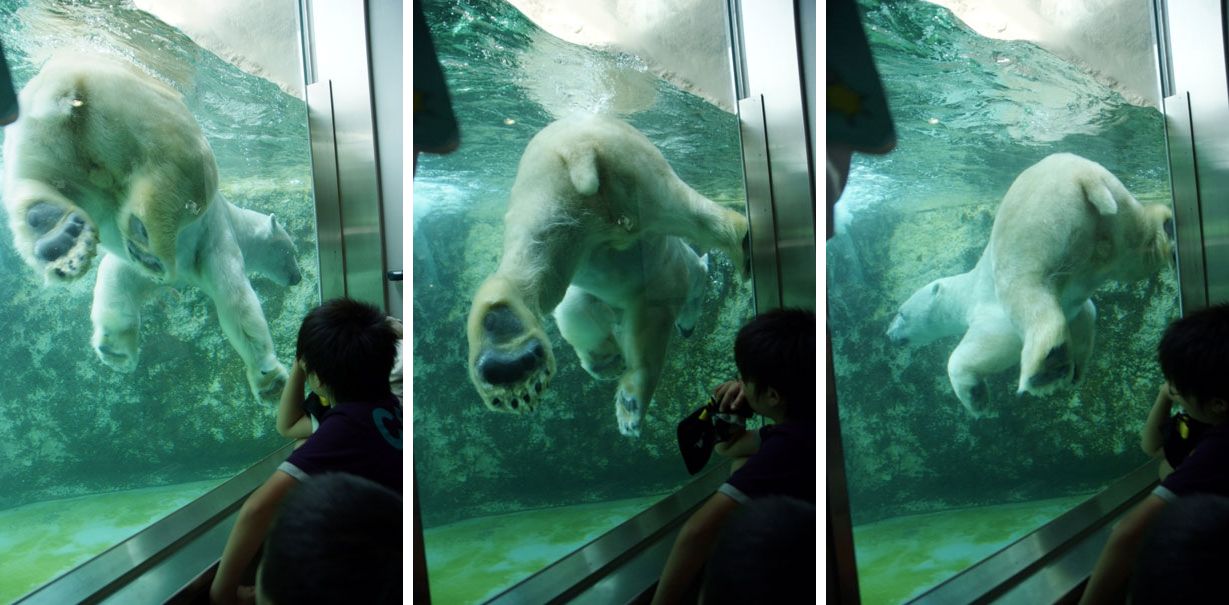 旭山動物園の *空飛ぶペンギン* ・・・北海道旅行２日目の午後_b0075541_3364877.jpg