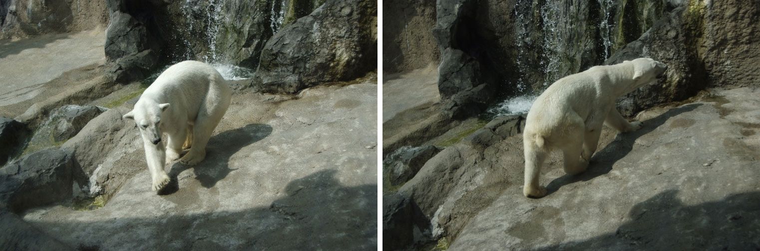 旭山動物園の *空飛ぶペンギン* ・・・北海道旅行２日目の午後_b0075541_348548.jpg