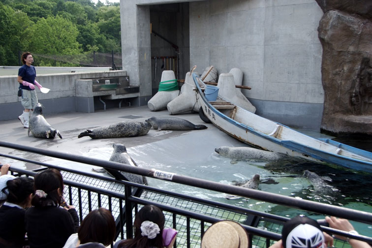 旭山動物園の *空飛ぶペンギン* ・・・北海道旅行２日目の午後_b0075541_359175.jpg