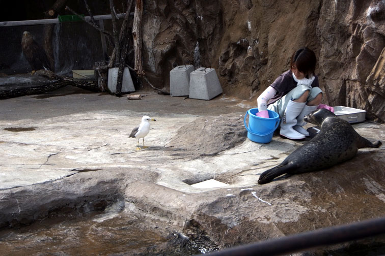 旭山動物園の *空飛ぶペンギン* ・・・北海道旅行２日目の午後_b0075541_462324.jpg