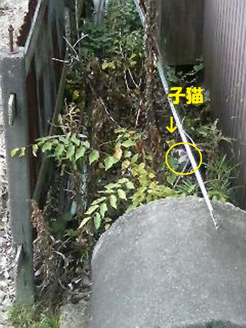 最近犬達が気になっている近所の事_a0126743_9394658.jpg