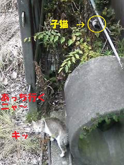 最近犬達が気になっている近所の事_a0126743_9404411.jpg