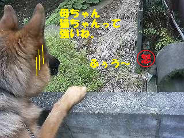 最近犬達が気になっている近所の事_a0126743_9412131.jpg