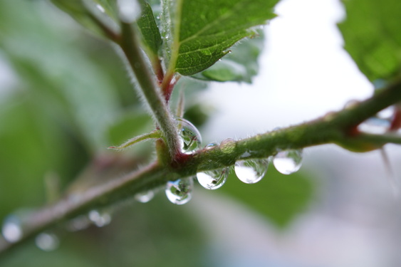 ７月１日　雨粒の朝_f0236843_6363656.jpg