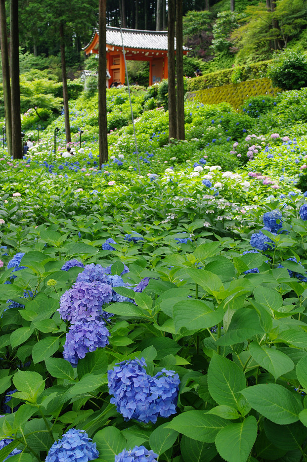 三室戸寺の紫陽花　～後編～_f0152550_2118425.jpg