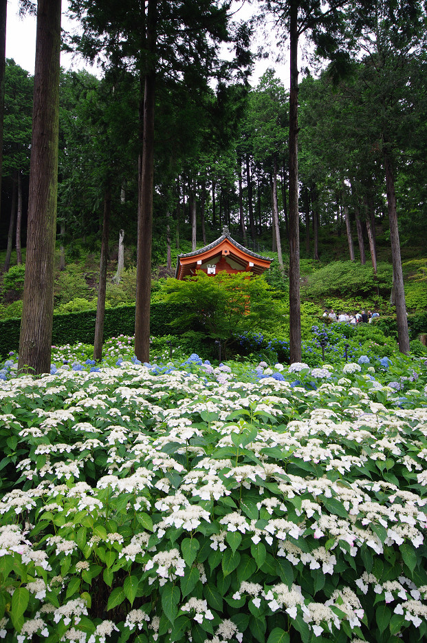 三室戸寺の紫陽花　～後編～_f0152550_2120449.jpg