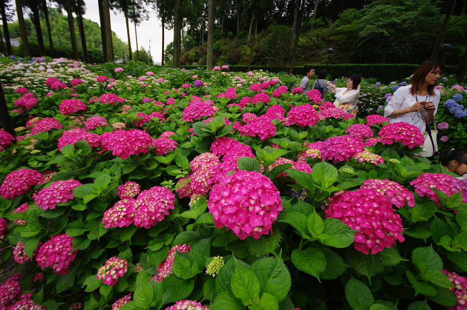 三室戸寺の紫陽花　～後編～_f0152550_21205010.jpg