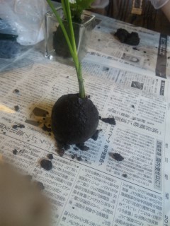 苔玉つくり(*^_^*)_d0141165_190476.jpg