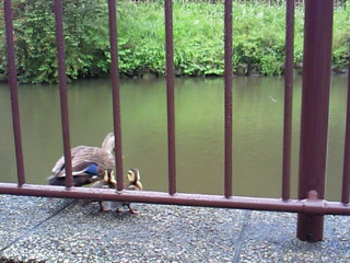 2010.7.1 くもり時々晴れ_e0041566_23443226.jpg