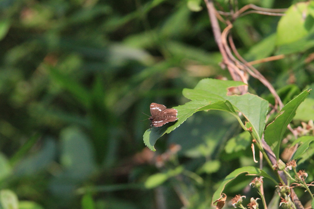 ダイミョウセセリ　翅裏撮影に挑戦。　　2010.6.12東京都_a0146869_226550.jpg