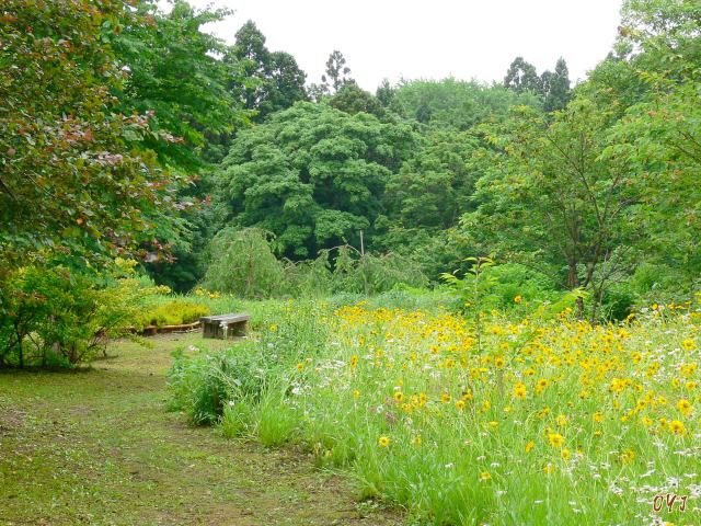 夏の『松前公園』風景　①_f0166871_1883162.jpg