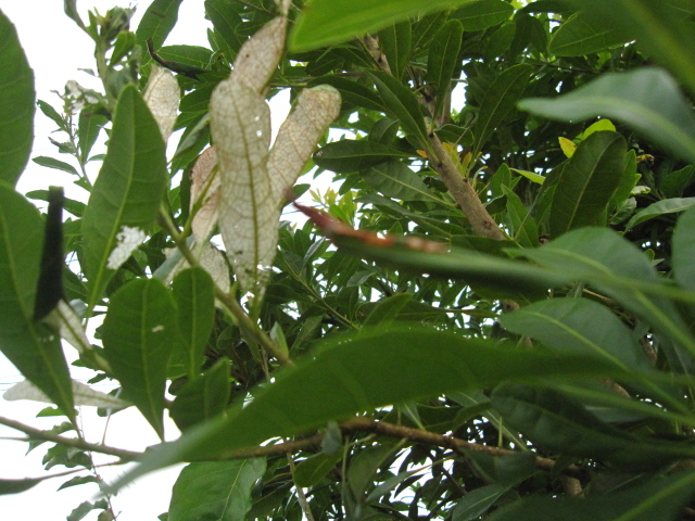 e0181373_20422359.jpg