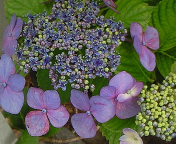 f0130980_1451788.jpg
