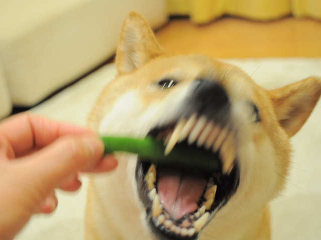 いんげん、どうぞ!_a0126590_0512350.jpg