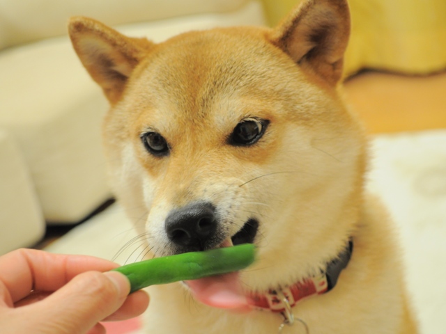 いんげん、どうぞ!_a0126590_0514686.jpg
