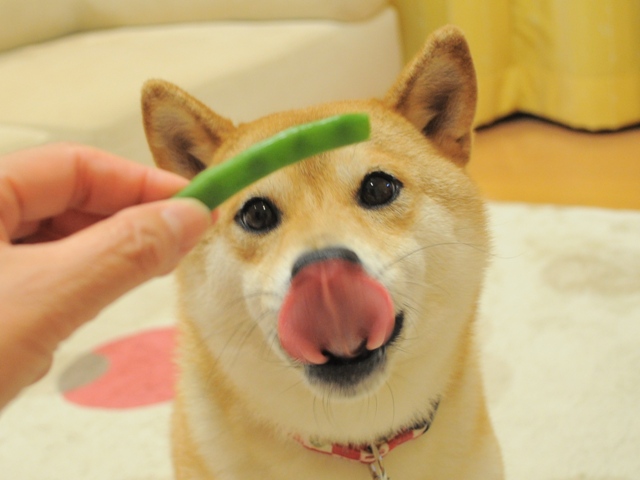 いんげん、どうぞ!_a0126590_0521913.jpg