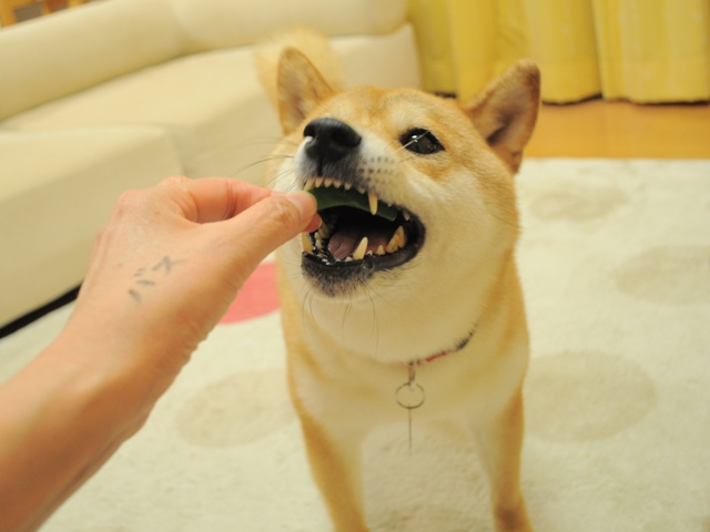 いんげん、どうぞ!_a0126590_052433.jpg