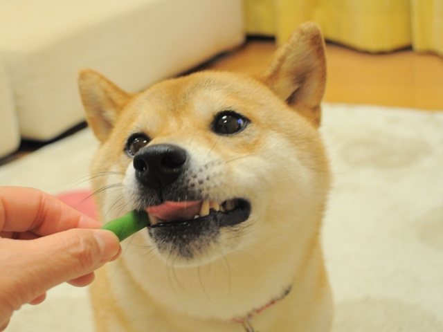 いんげん、どうぞ!_a0126590_052518.jpg