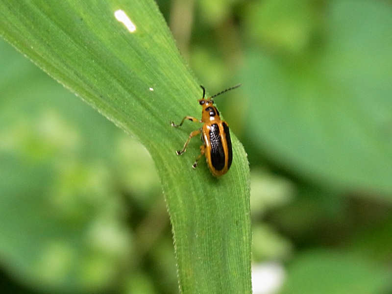 キベリクビボソハムシ（西公園 2010/06/17撮影）_f0204094_216349.jpg