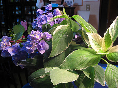 e0118904_2091692.jpg