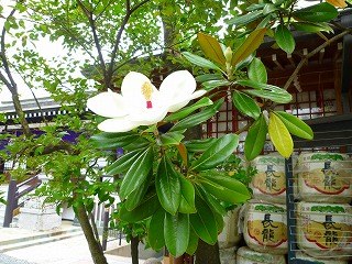 神社さん_f0197504_20514361.jpg