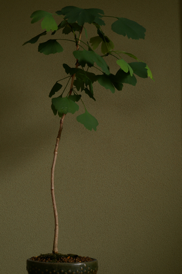 e0121605_2245510.jpg