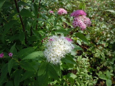 ニューフェイスの花と雷と雨_c0117007_18464393.jpg