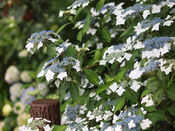 紫陽花（野火止用水）_f0180607_4401120.jpg