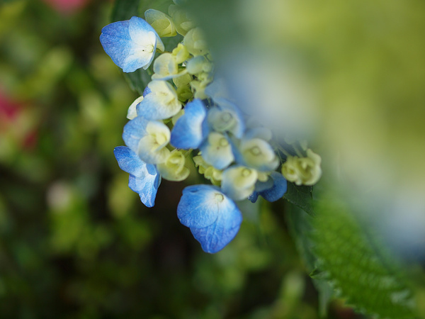 紫陽花（野火止用水）_f0180607_4401560.jpg