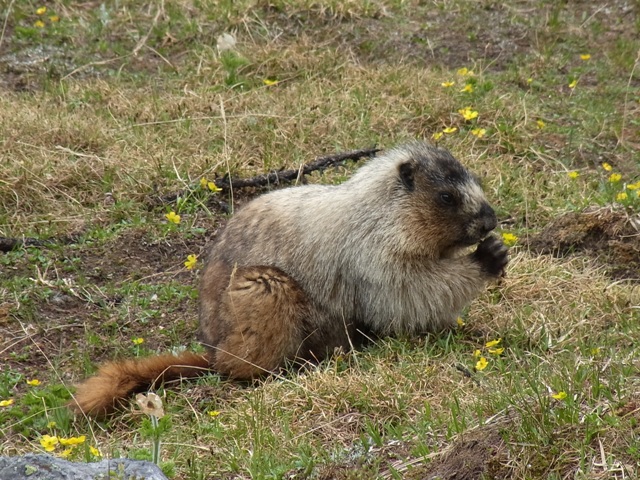 Lake O\'hara_b0090908_1421751.jpg