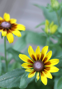 e0136609_16405025.gif