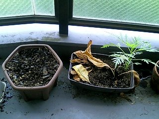 7月ですね~。_d0014014_18305976.jpg