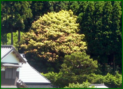 岡山県立森林公園　その四_c0076218_3173642.jpg