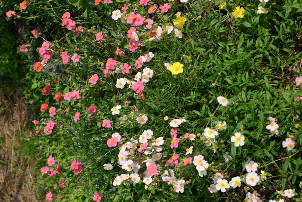 d0143719_7354671.jpg