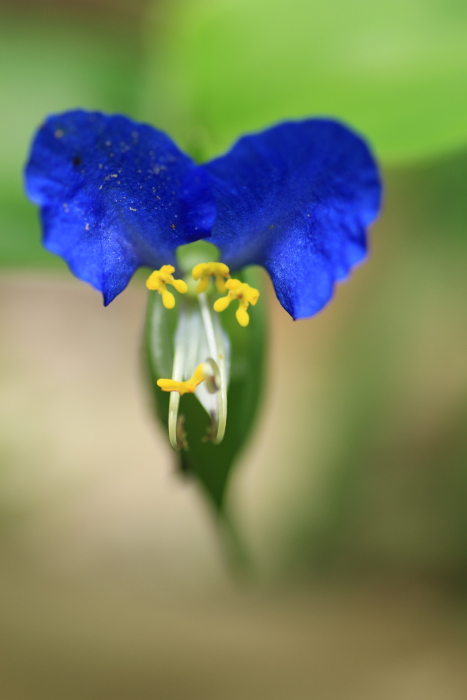 花粉まみれのハチさん_c0215627_21503469.jpg