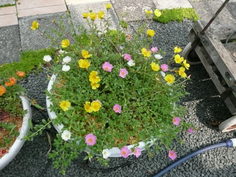 e0033229_19212214.jpg